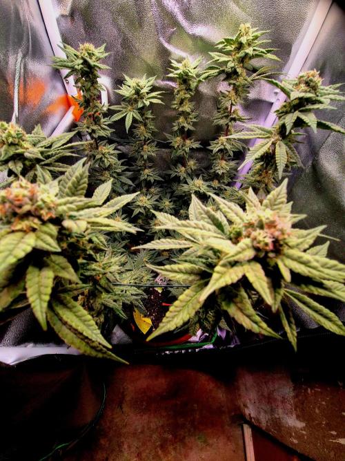 F027 - The Gassy one (USA Genetic '26). Week 14