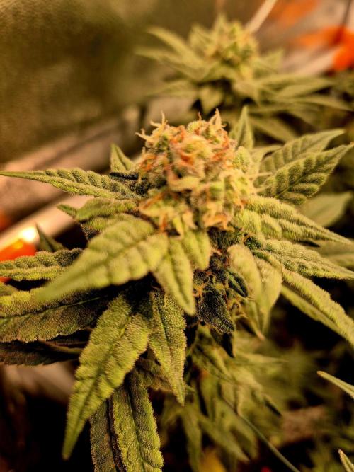 F027 - The Gassy one (USA Genetic '26). Week 14
