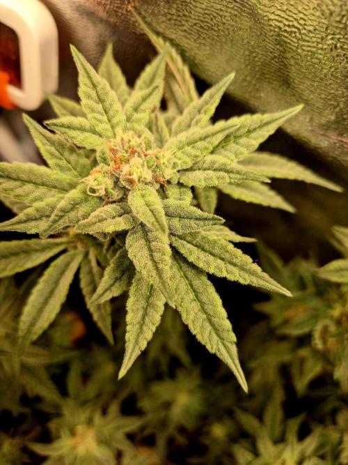 F027 - The Gassy one (USA Genetic '26). Week 14