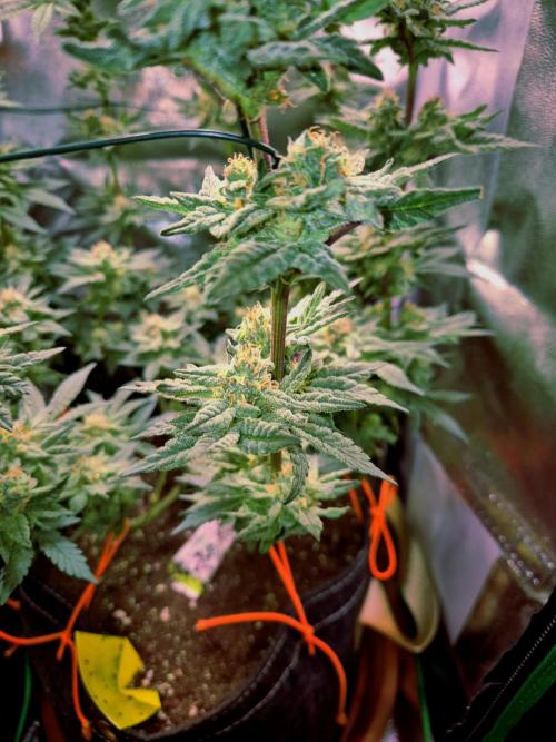 F027 - The Gassy one (USA Genetic '26). Week 14