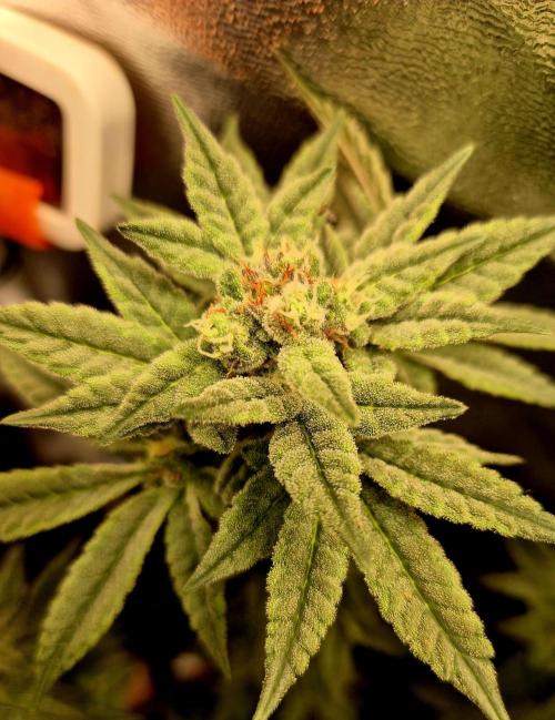 F027 - The Gassy one (USA Genetic '26). Week 14