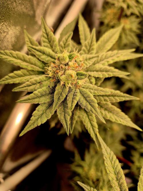 F027 - The Gassy one (USA Genetic '26). Week 14
