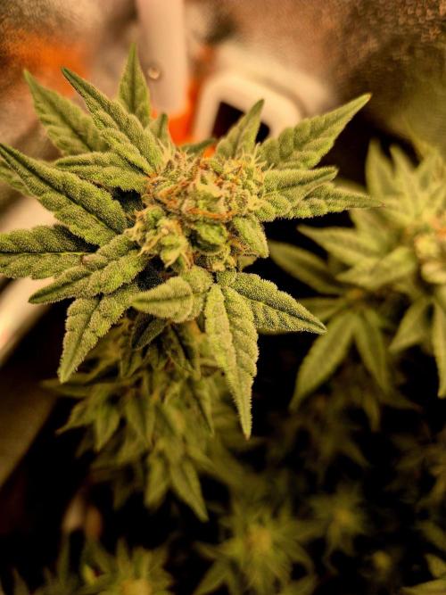 F027 - The Gassy one (USA Genetic '26). Week 14