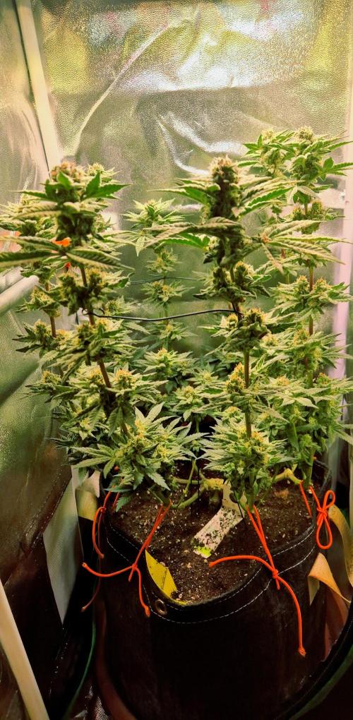 F027 - The Gassy one (USA Genetic '26). Week 14