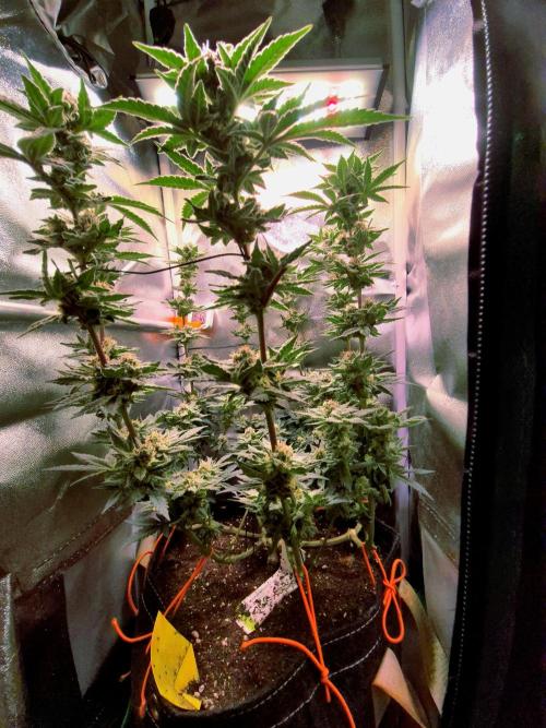 F027 - The Gassy one (USA Genetic '26). Week 14