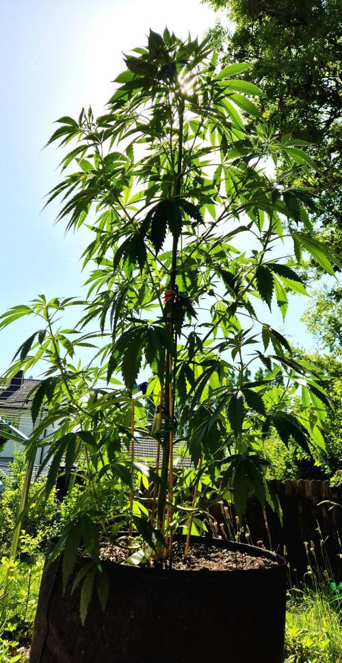 Garbage Lady (Big Mama). Week 13