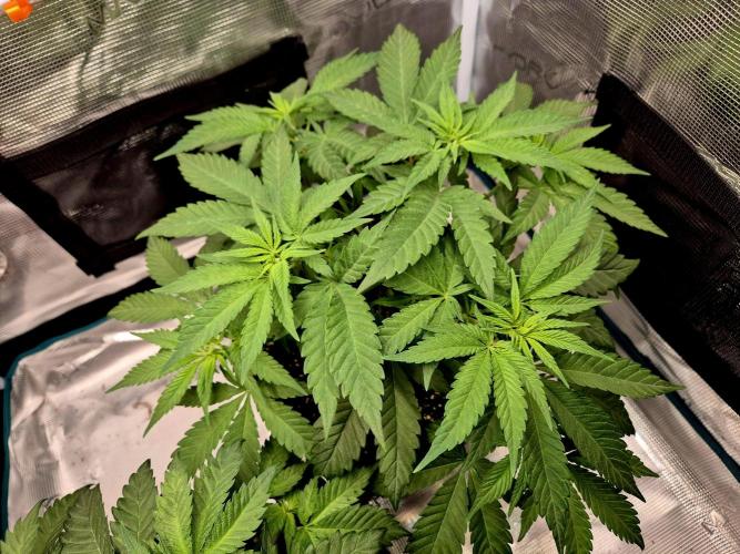 Mental Rainbow (CCG) Sweet Seeds. Week 5