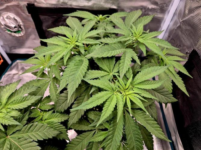 Mental Rainbow (CCG) Sweet Seeds. Week 5