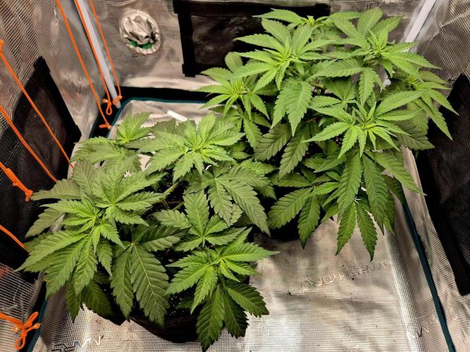 Mental Rainbow (CCG) Sweet Seeds. Week 5