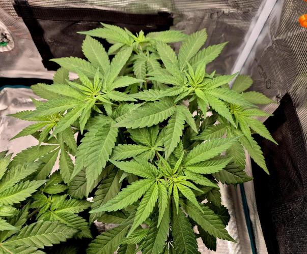 Mental Rainbow (CCG) Sweet Seeds. Week 5