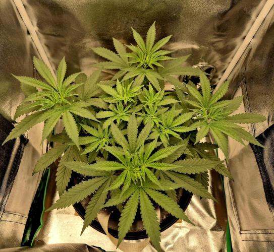 Blue Zushi Dutch Passion. Week 5