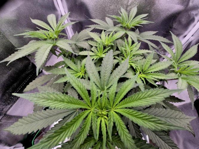Blue Zushi Dutch Passion. Week 5