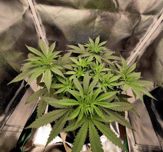 Blue Zushi Dutch Passion. Week 5