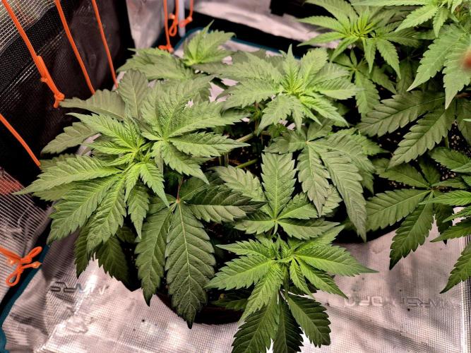 2nd chance. Week 5
