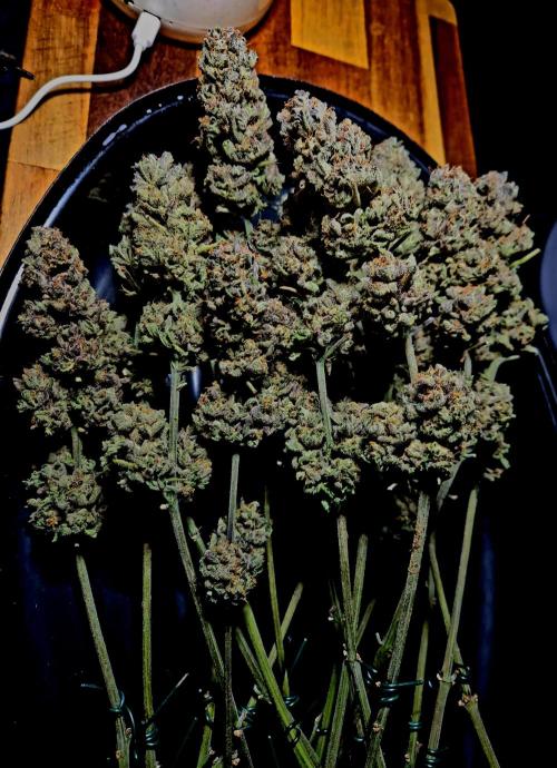 F026 - The Tropical Ice Cream One (USA). Week 17