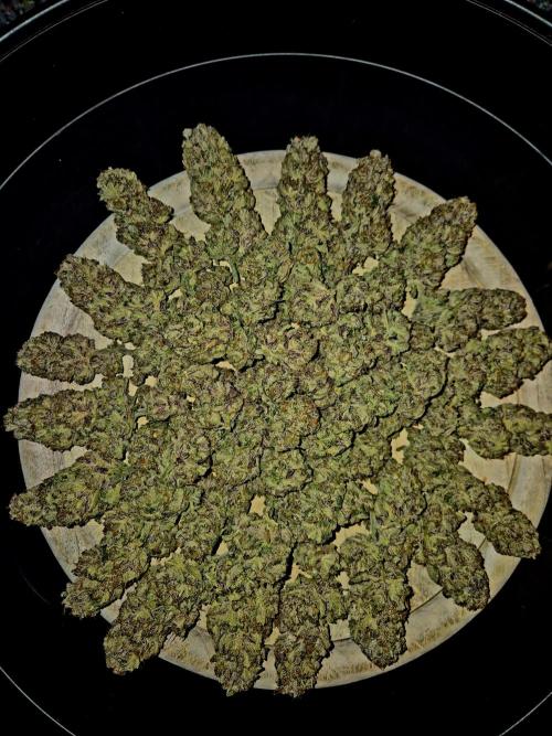 F026 - The Tropical Ice Cream One (USA). Week 17