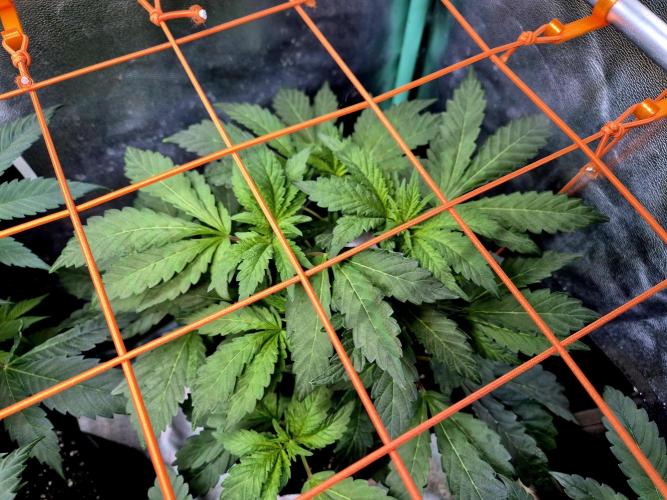 Papaya Stank (Elfi). Week 8