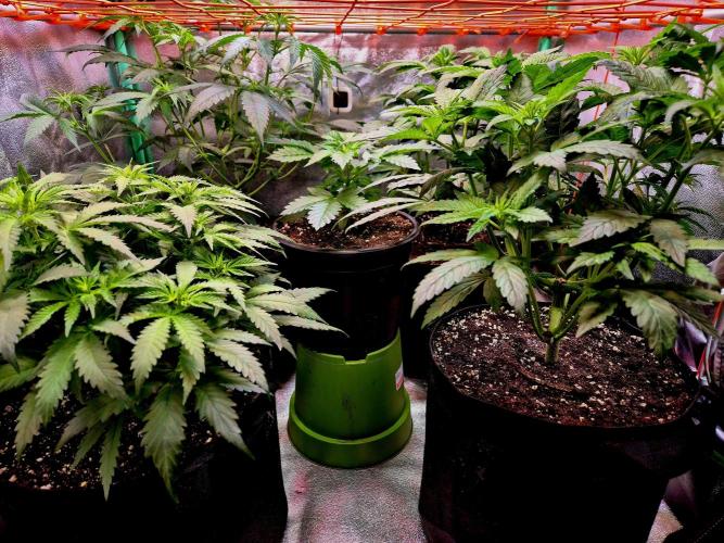 Fast buds (mini grow). Week 4