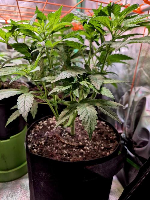 Purple overload (CCG) Sensible Seeds. Week 8