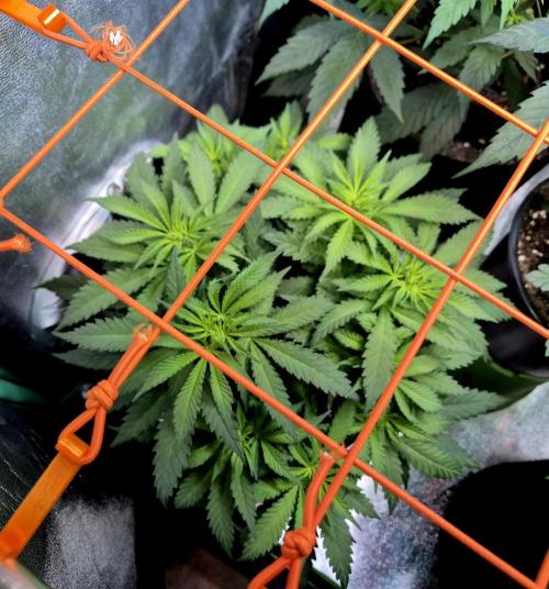 Wedding Cake (CCG) Sensible Seeds. Week 8