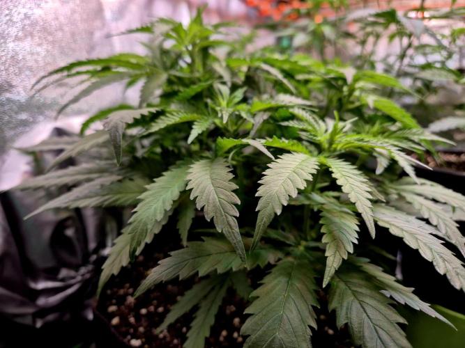 Wedding Cake (CCG) Sensible Seeds. Week 8