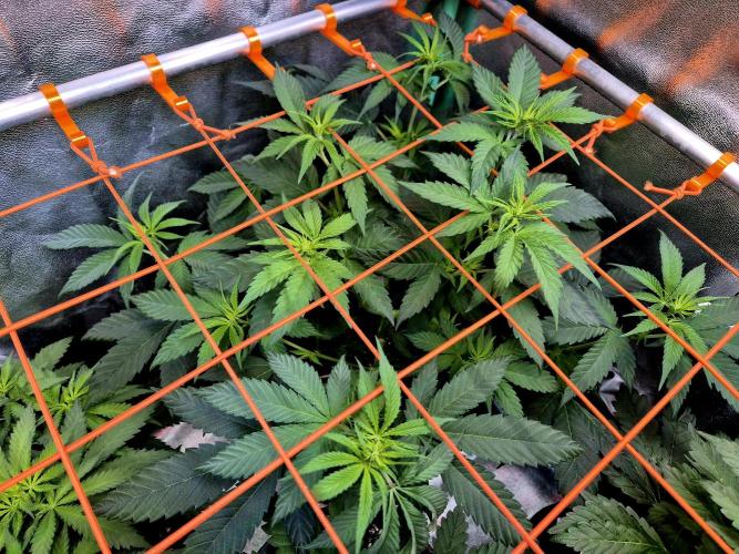 Pink Rozay Original Sensible Seeds. Week 8