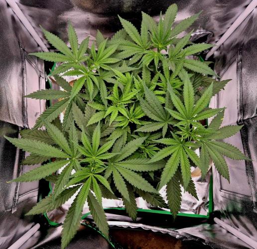 Blue Zushi Dutch Passion. Week 5