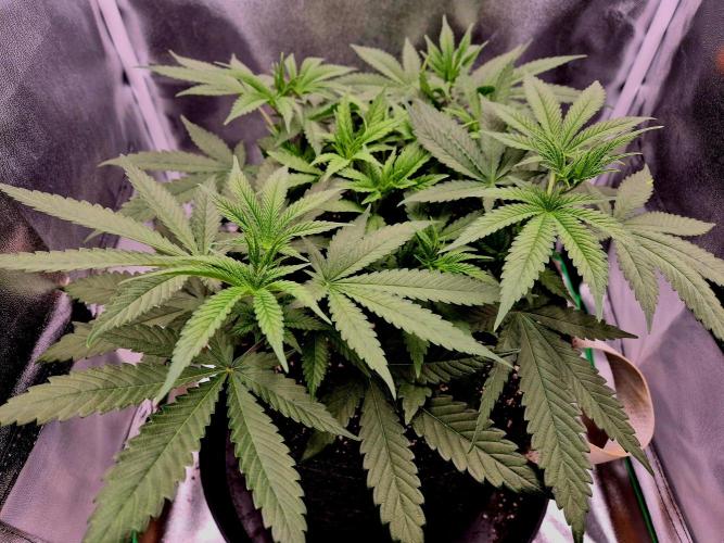 Blue Zushi. Week 5