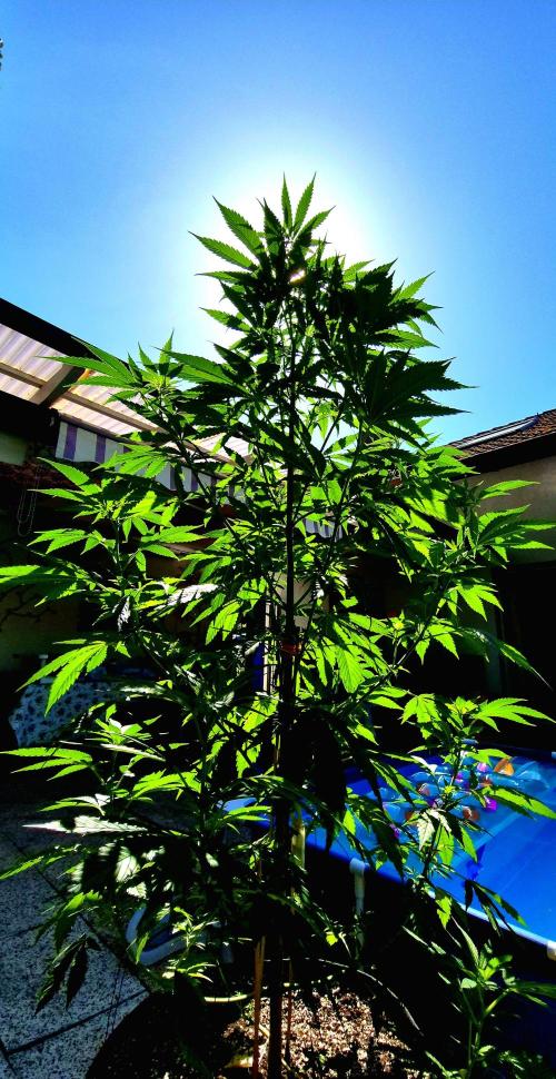 Garbage Lady (Big Mama). Week 13
