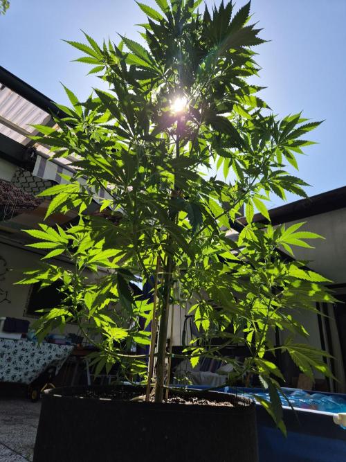 Garbage Lady (Big Mama). Week 13
