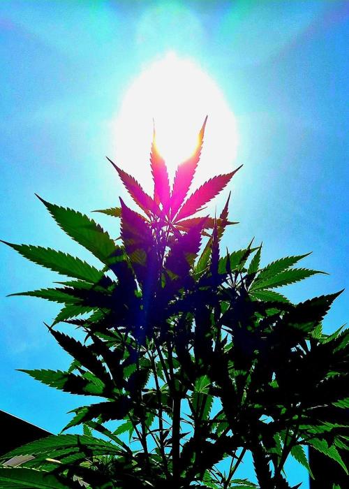 Garbage Lady (Big Mama). Week 13