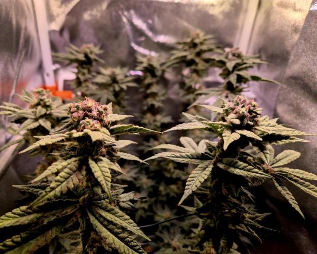 F027 - The Gassy one (USA Genetic '26). Week 15