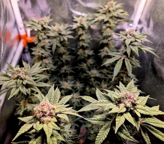 F027 - The Gassy one (USA Genetic '26). Week 15