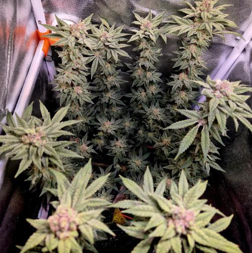 F027 - The Gassy one (USA Genetic '26). Week 15
