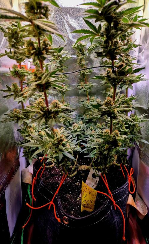 F027 - The Gassy one (USA Genetic '26). Week 15