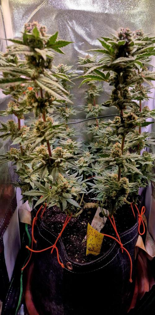 F027 - The Gassy one (USA Genetic '26). Week 15