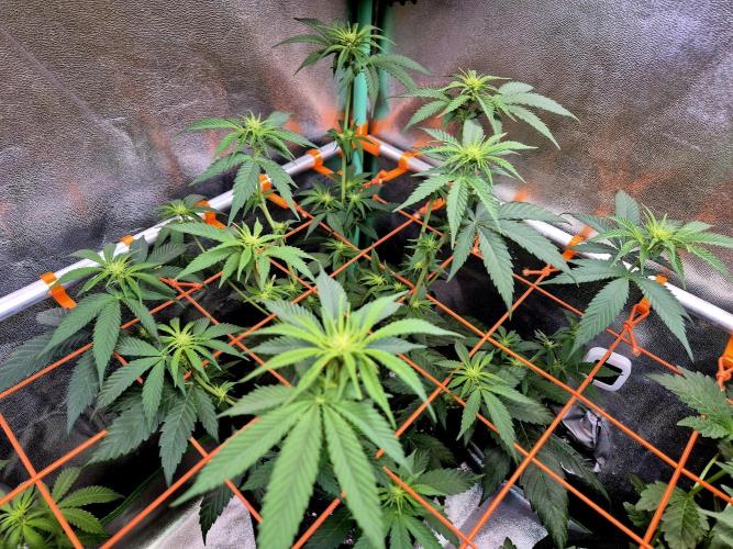 Pink Rozay Original Sensible Seeds. Week 8
