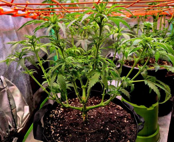 Wedding Cake (CCG) Sensible Seeds. Week 8
