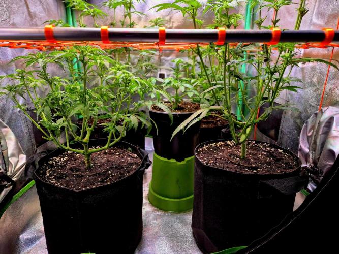 Wedding Cake (CCG) Sensible Seeds. Week 8