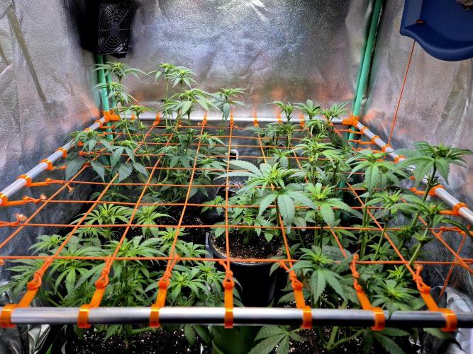 Wedding Cake (CCG) Sensible Seeds. Week 8