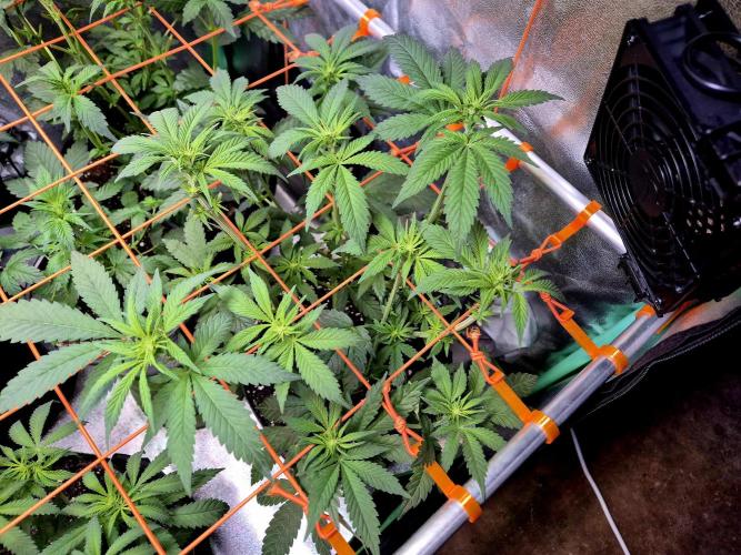 Purple overload (CCG) Sensible Seeds. Week 8