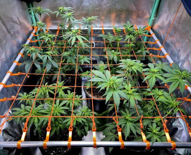 Purple overload (CCG) Sensible Seeds. Week 8
