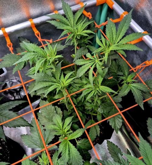 Papaya Stank (Elfi). Week 8