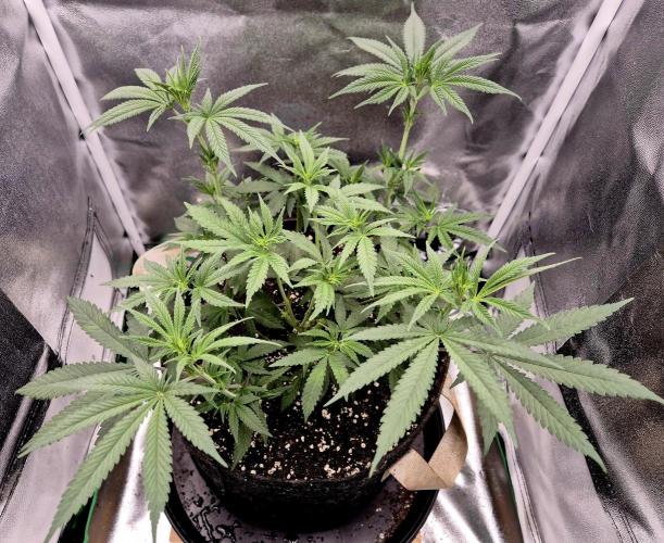 Blue Zushi Dutch Passion. Week 5