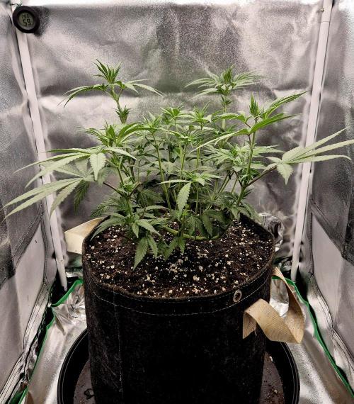 Blue Zushi Dutch Passion. Week 5