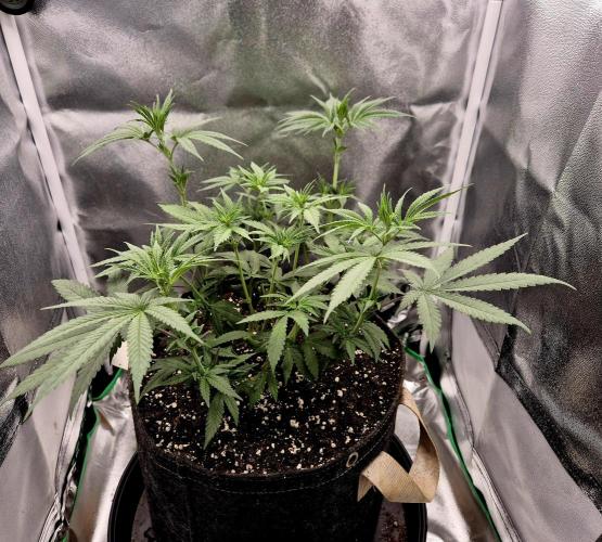 Blue Zushi. Week 5
