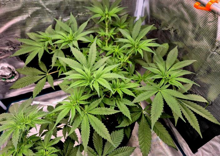 Mental Rainbow (CCG) Sweet Seeds. Week 5