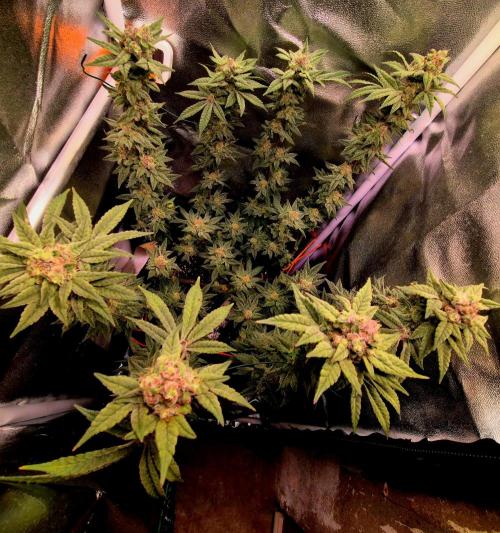 F027 - The Gassy one (USA Genetic '26). Week 15