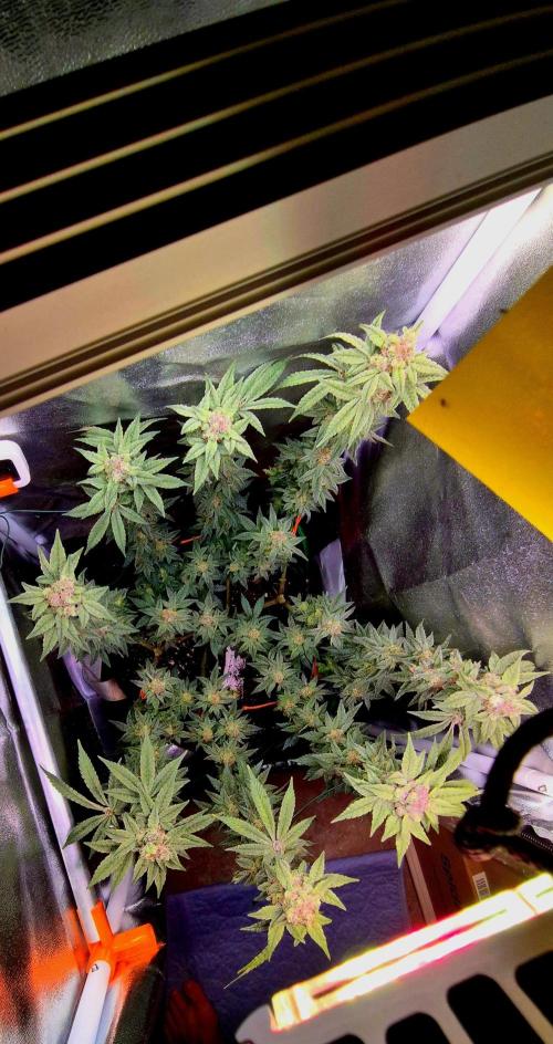 F027 - The Gassy one (USA Genetic '26). Week 15