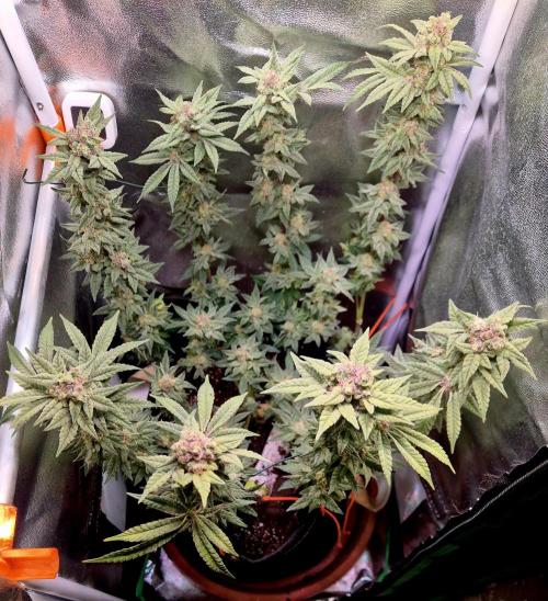 F027 - The Gassy one (USA Genetic '26). Week 15